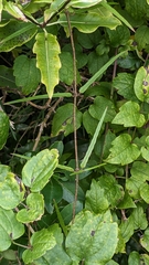 Parsonsia