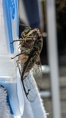 Amphipsalta