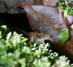 Anolis cobanensis