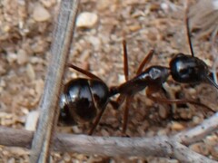 Camponotus terebrans