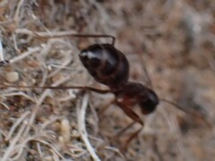 Camponotus terebrans