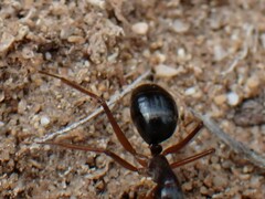 Camponotus terebrans