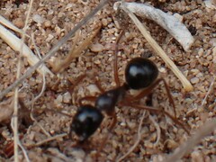 Camponotus terebrans