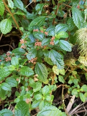 Pilea elliptica