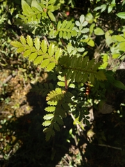 Weinmannia trichosperma
