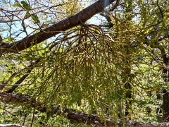 Misodendrum punctulatum