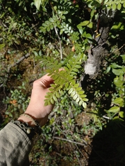 Weinmannia trichosperma