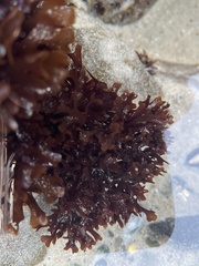 Chondrus crispus
