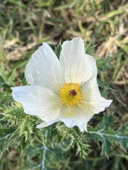 Argemone polyanthemos