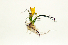 Gagea chlorantha