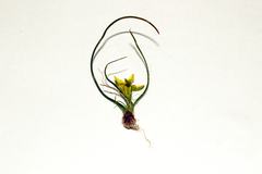 Gagea chlorantha