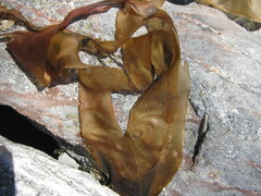 Laminaria digitata
