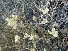 Psilostrophe cooperi