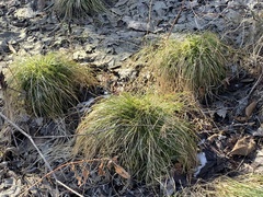 Carex bromoides