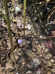 Utricularia lateriflora
