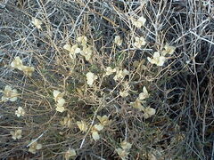 Psilostrophe cooperi