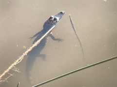 Crocodylus acutus