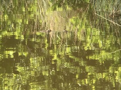 Crocodylus moreletii