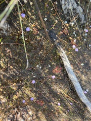 Utricularia lateriflora