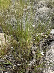 Gilia stellata