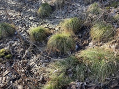 Carex bromoides