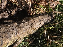 Crocodylus moreletii