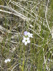 Gilia stellata
