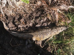 Crocodylus moreletii