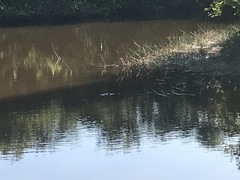 Crocodylus acutus