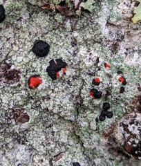 Mycoblastus sanguinarius