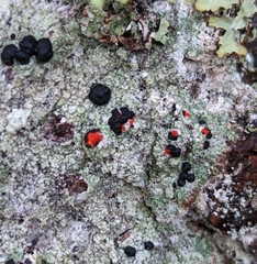 Mycoblastus sanguinarius