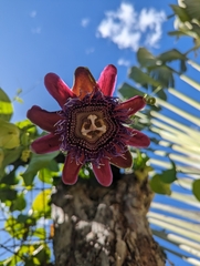 Passiflora alata
