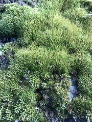 Bryum argenteum