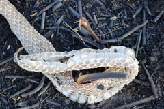 Masticophis mentovarius