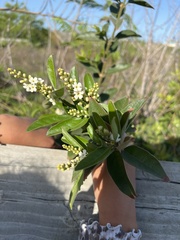 Citharexylum berlandieri