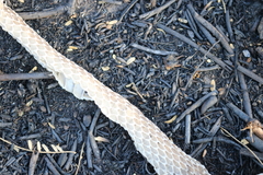 Masticophis mentovarius