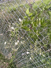 Jasminum fluminense