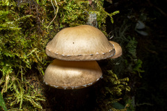 Lentinula
