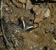 Adelpha bredowii