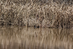 Gallinula galeata