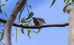 Chrysococcyx minutillus