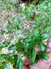 Nothofagus antarctica