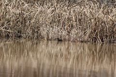 Gallinula galeata