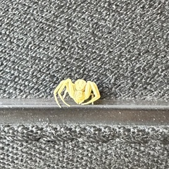 Misumenoides formosipes