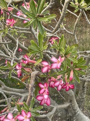 Adenium obesum