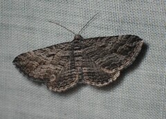 Chrysolarentia severata