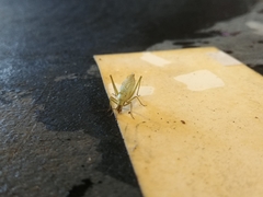 Oecanthus argentinus