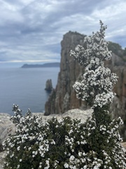Leptospermum lanigerum