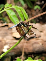 Palpopleura