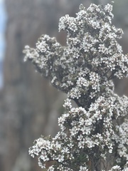 Leptospermum lanigerum